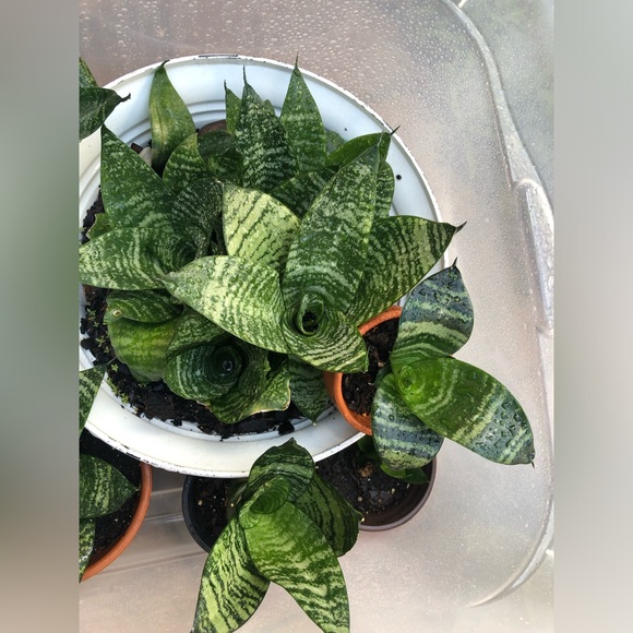 Dwarf Snake Plants (med- small in size) MOTHER’s DAY GIFTS ❤️👩👧IDEA’s - Picture 9 of 11